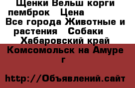 Щенки Вельш корги пемброк › Цена ­ 35 000 - Все города Животные и растения » Собаки   . Хабаровский край,Комсомольск-на-Амуре г.